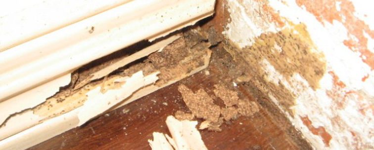 Termite Damages
